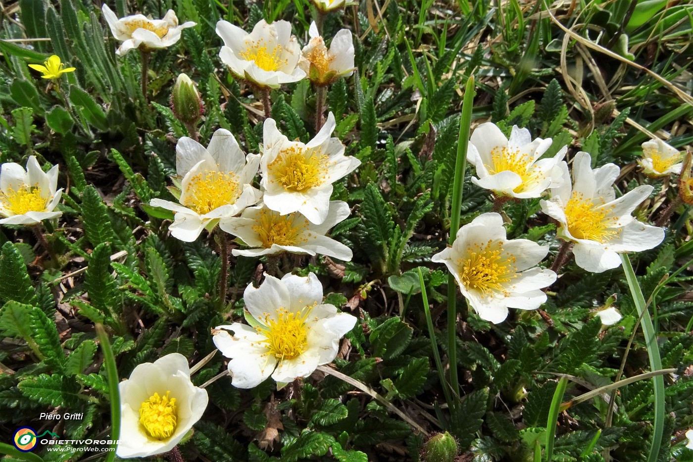 56 Camedrio alpino (Dryas octopetala).JPG